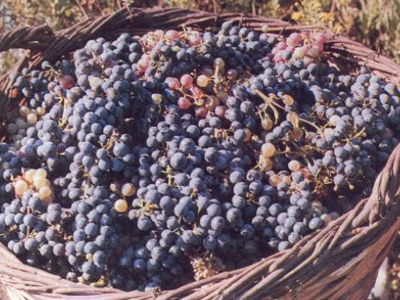 Καλύτερη σε ποιότητα και ποσότητα η σταφίδα στη Ζάκυνθο